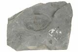 Prone Pseudogygites Trilobite Fossil - Ontario #191154-1